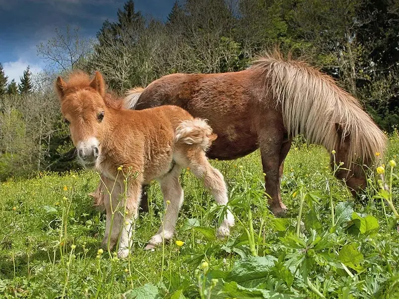 Reiten im Urlaub - © Kögel Andrea, Peterstal Pony mit ihrem Fohlen auf der saftigen Wiese